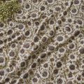 Shwet Gul Paisley Fabric